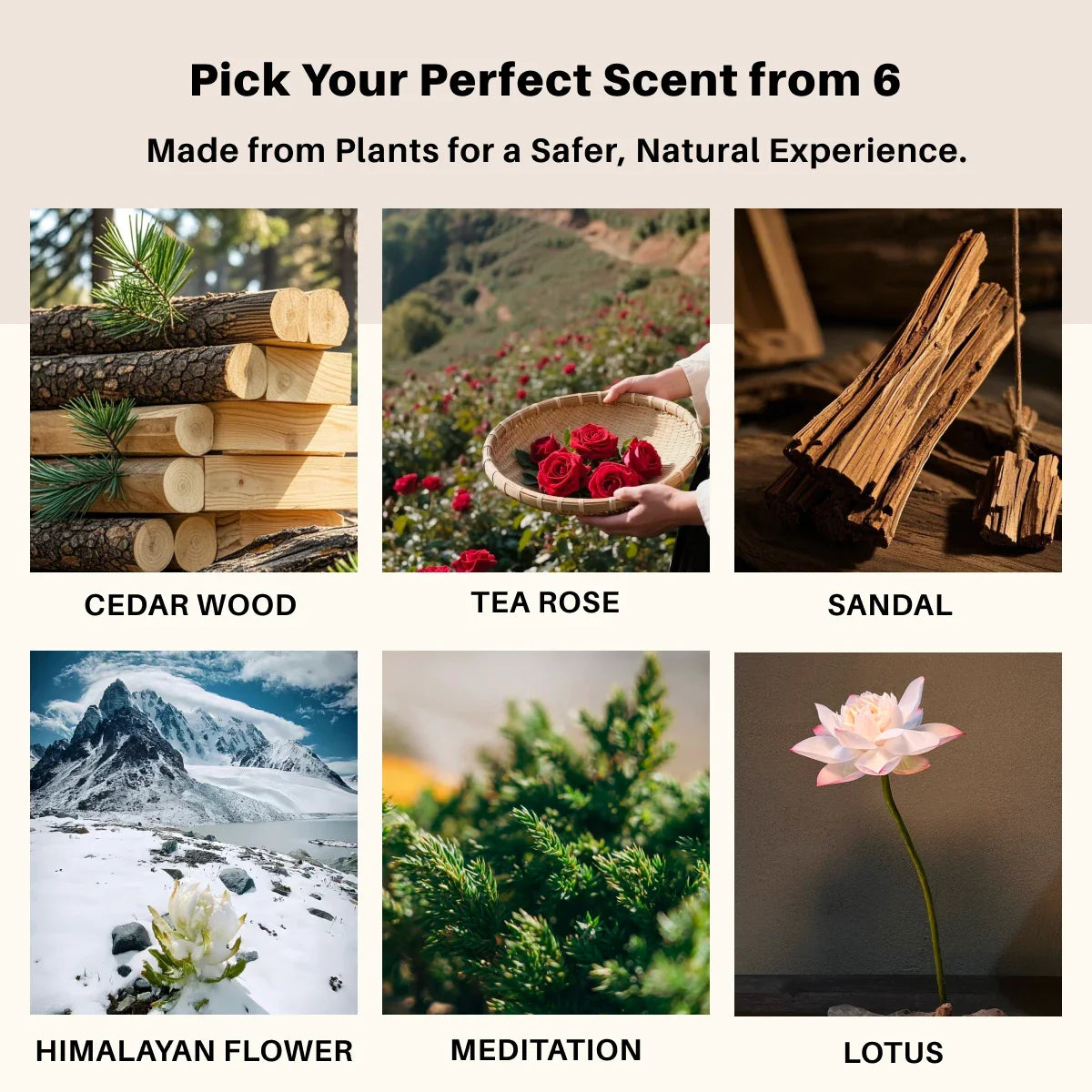 Scent of incense_cedar wood_tea rose_sandal_himalayan flower_meditation_lotus